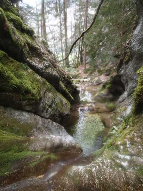Ruisseau de la Fourniat
